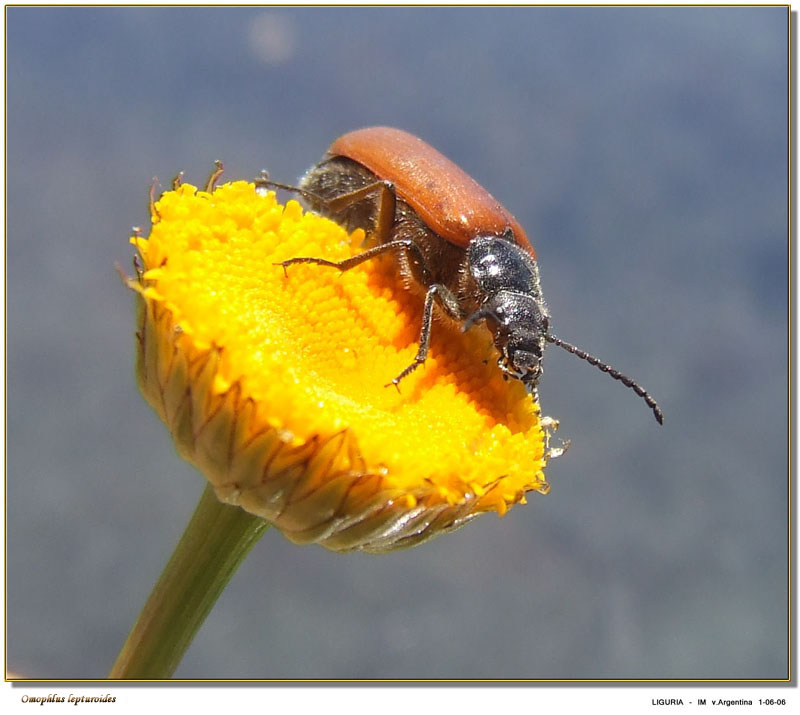 Omophlus lepturoides